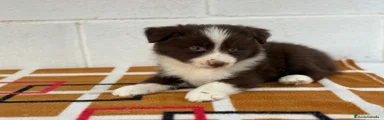 Border Collie chocolate