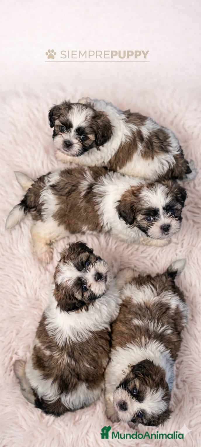 Shih Tzu perros SHIH TZU MINI - Anuncio 1