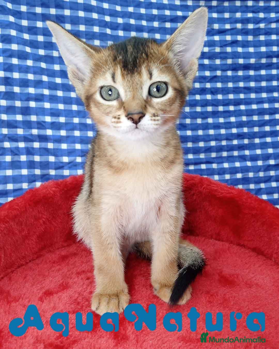 Abisinio gatos Abisinio Hembra de Mia 4175 - AQUANATURA en Barcelona - Anuncio 25