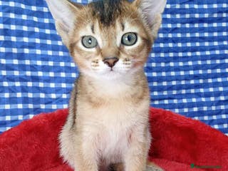 Abisinio gatos Abisinio Hembra de Mia 4175 - AQUANATURA en Barcelona - Anuncio 4