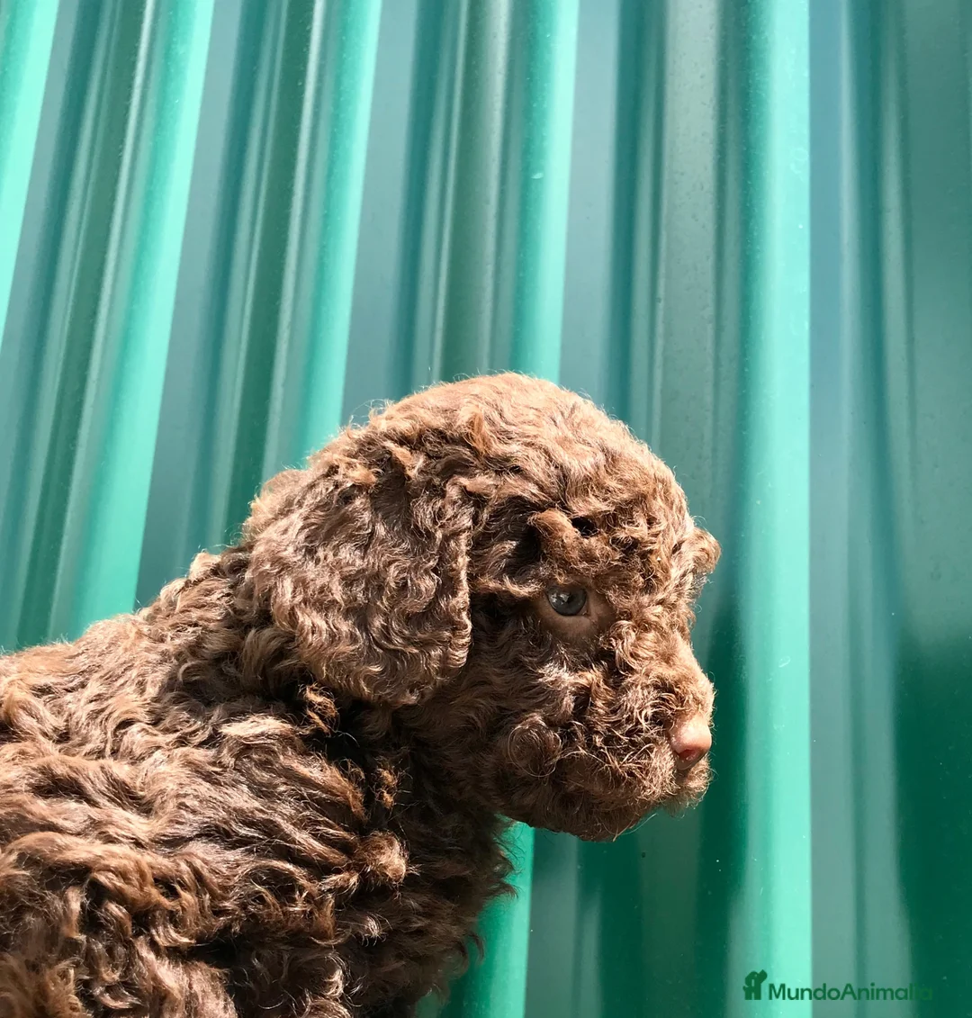 Perro de Agua Español perros en venta: Perro de Agua Español - Anuncio 1