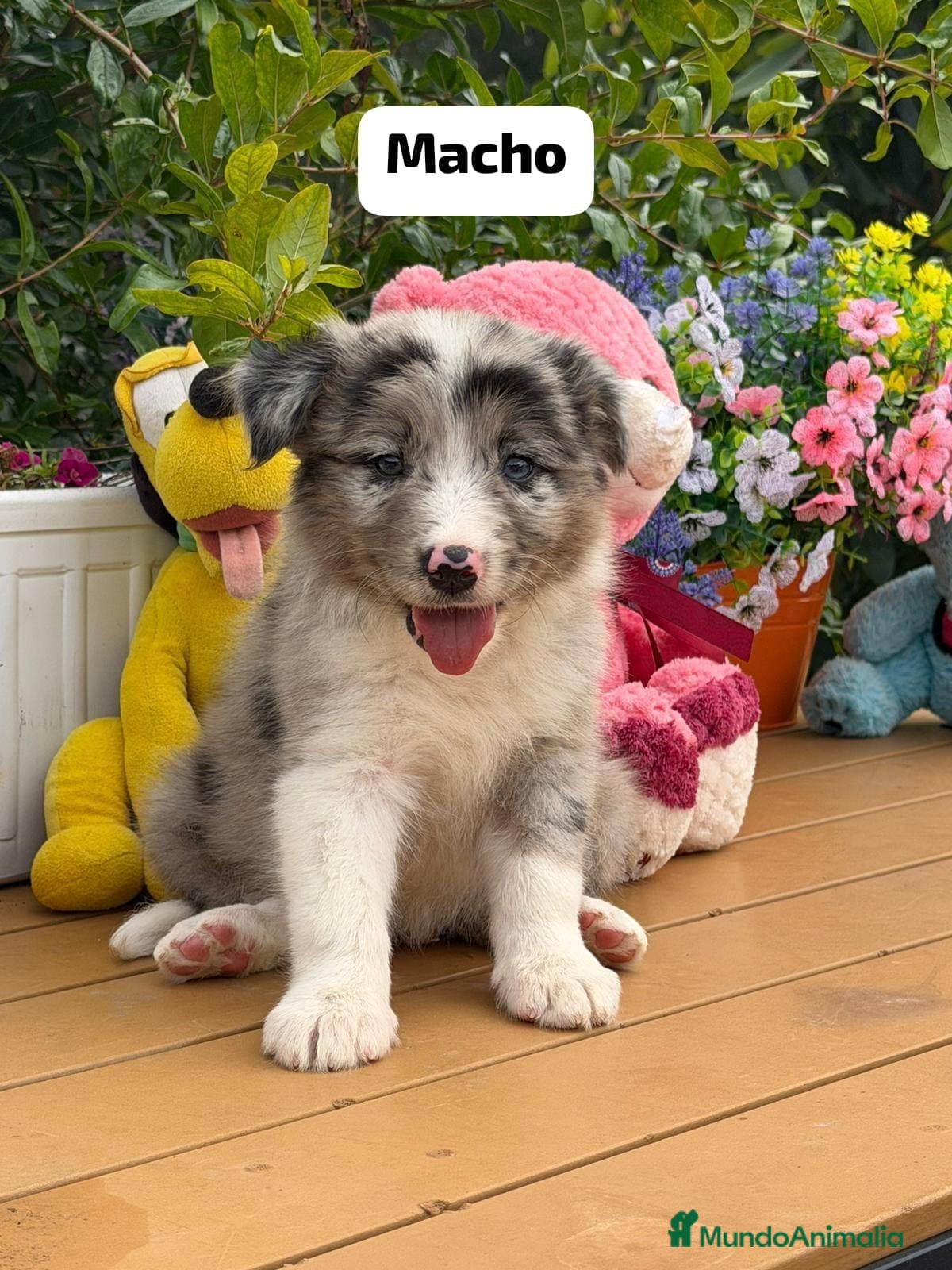 Border Collie perros Border collie hembra - Anuncio 18