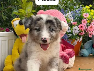 Border Collie perros Border collie hembra - Anuncio 18