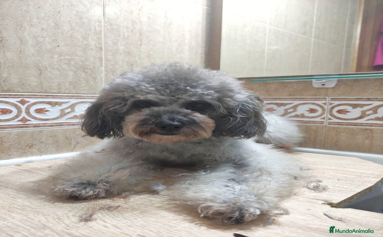 Caniche Enano perros - Anuncio 1