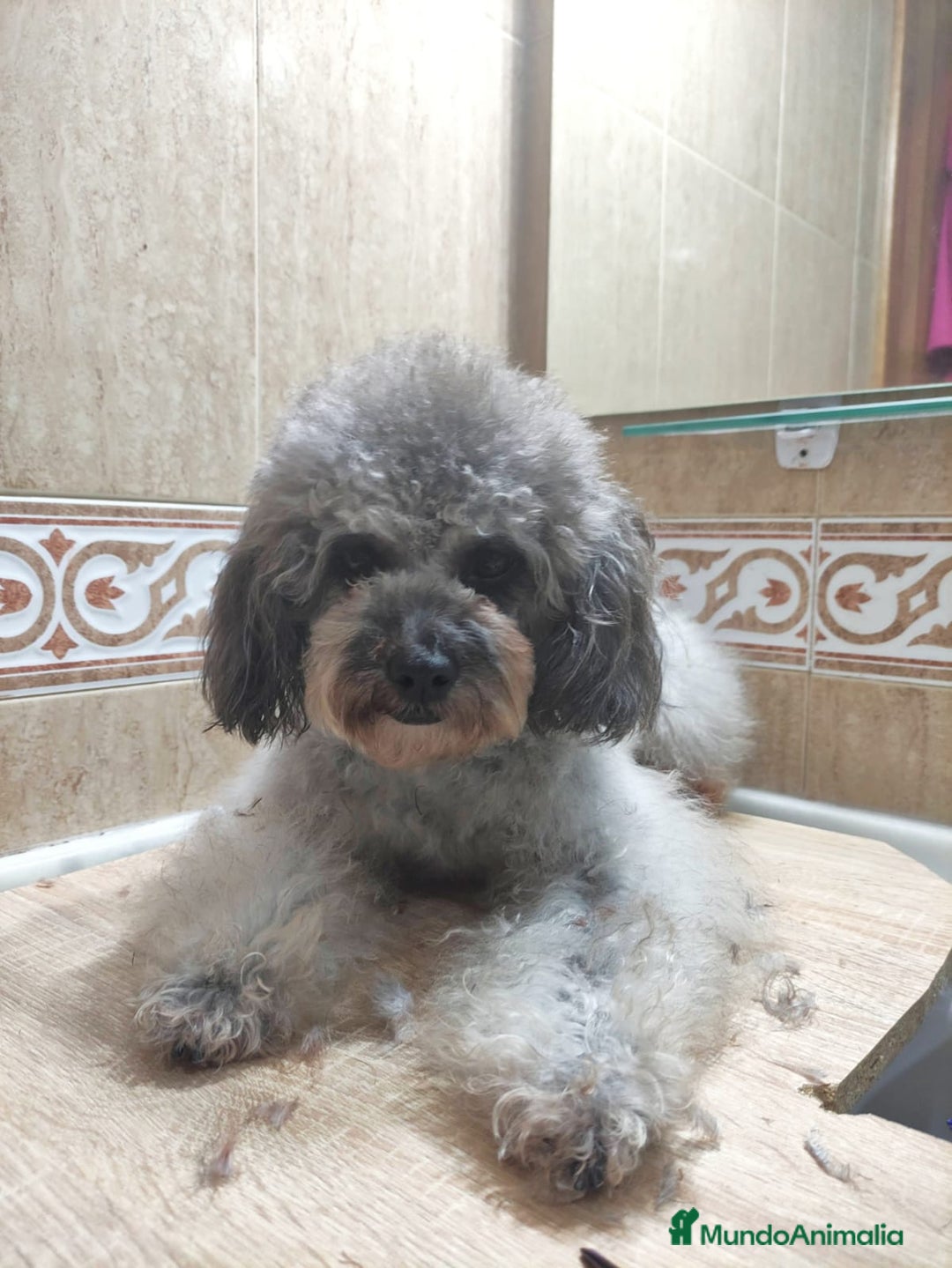 Caniche Enano perros en adopcion: Caniche enana en adopción  - Imagen 1