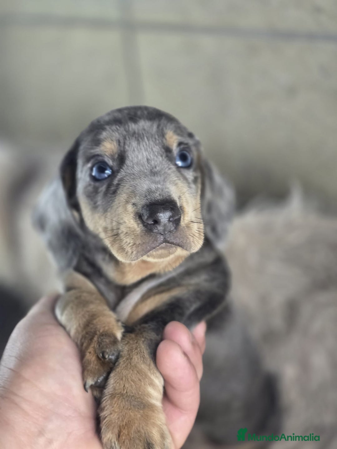 Teckel perros en venta: Teckel miniatura y kanichen - Anuncio 2