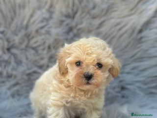Maltipoo perros - Anuncio 39