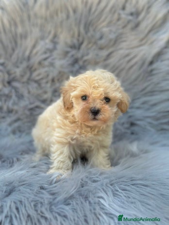 Maltipoo perros - Anuncio 14