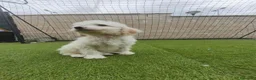 Perro de Agua Español perros en venta: Cachorros perros de agua - Anuncio 3