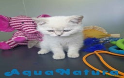 Británico de Pelo Corto gatos en venta: British Shorthair Hembra 7911 AQUANATURA - Imagen 5