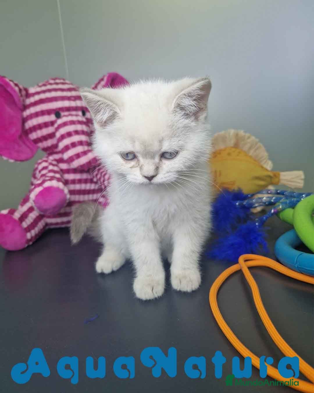 Británico de Pelo Corto gatos en venta: British Shorthair Hembra 7911 AQUANATURA - Imagen 5