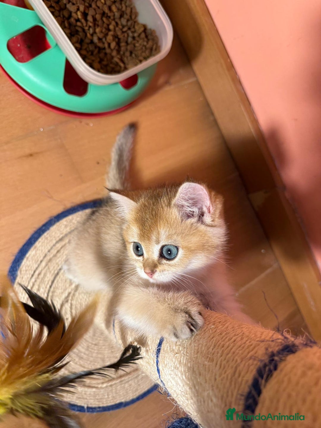 Británico de Pelo Corto gatos en venta: British golden en venta, macho y hembra - Imagen 7