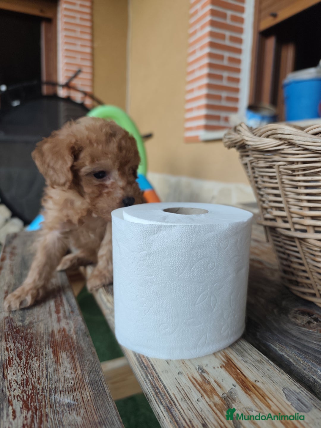 Caniche Toy perros en venta: Cachorro camada caniche rojo toy - Imagen 7