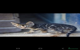 Bengalí gatos en venta: Gatos bengali en Murcia - Imagen 15