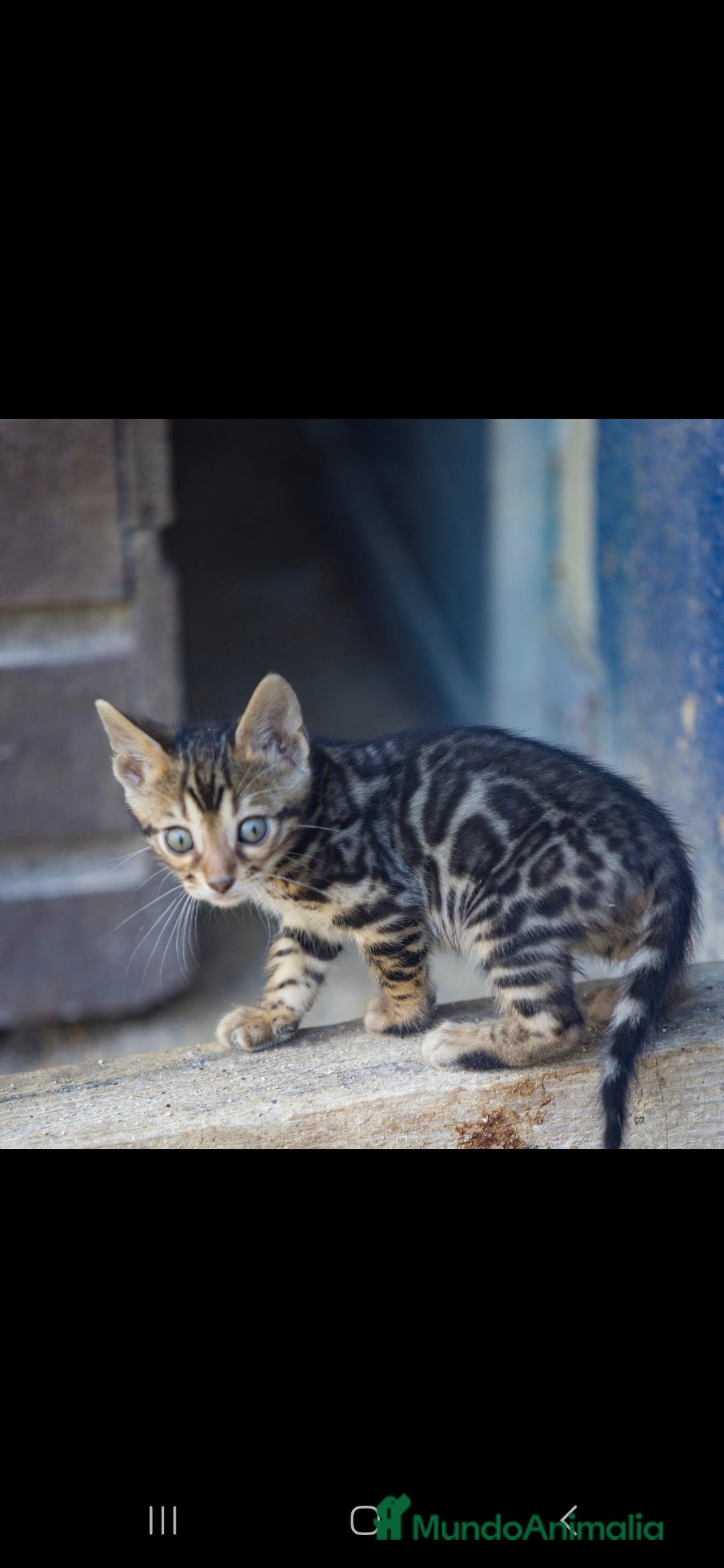 Bengalí gatos en venta: Gatos bengali en Murcia - Imagen 15