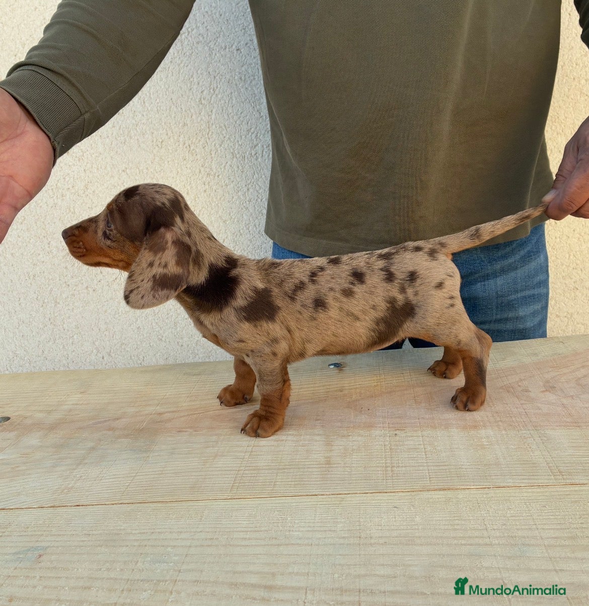 Teckel Miniatura perros Cachorra Teckel miniatura  - Anuncio 1