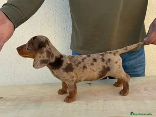 Teckel Miniatura perros Cachorra Teckel miniatura - Anuncio 1