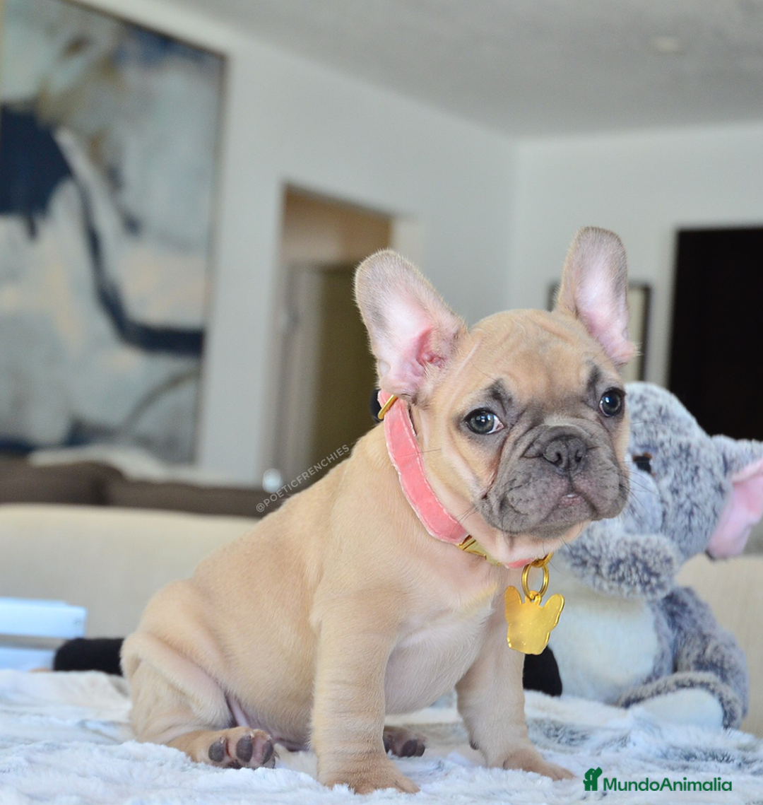 Bulldog Francés perros en venta: BULLDOG FRANCÉS DESDE 500 €€€ !! - Anuncio 4