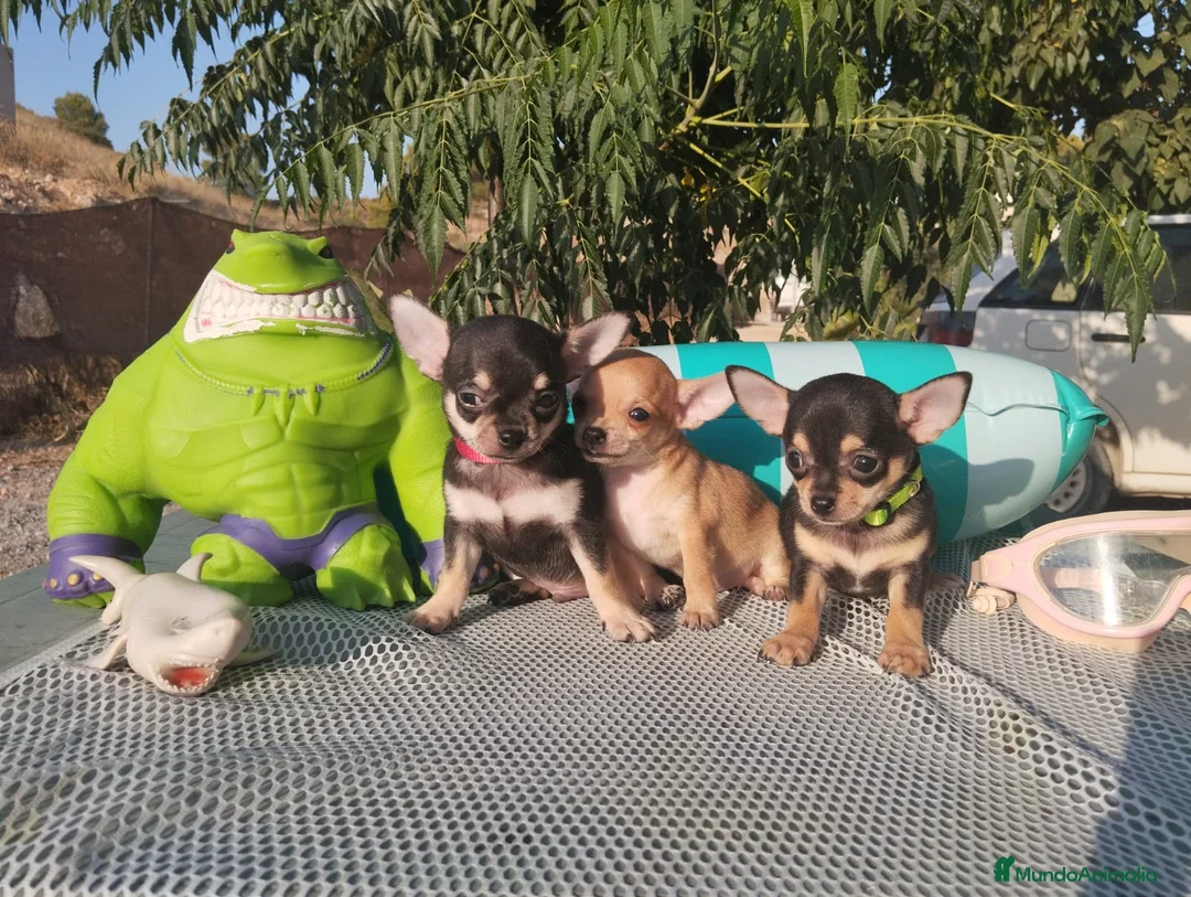 Chihuahua perros en venta: Chihuahuas mini toy - Anuncio 1