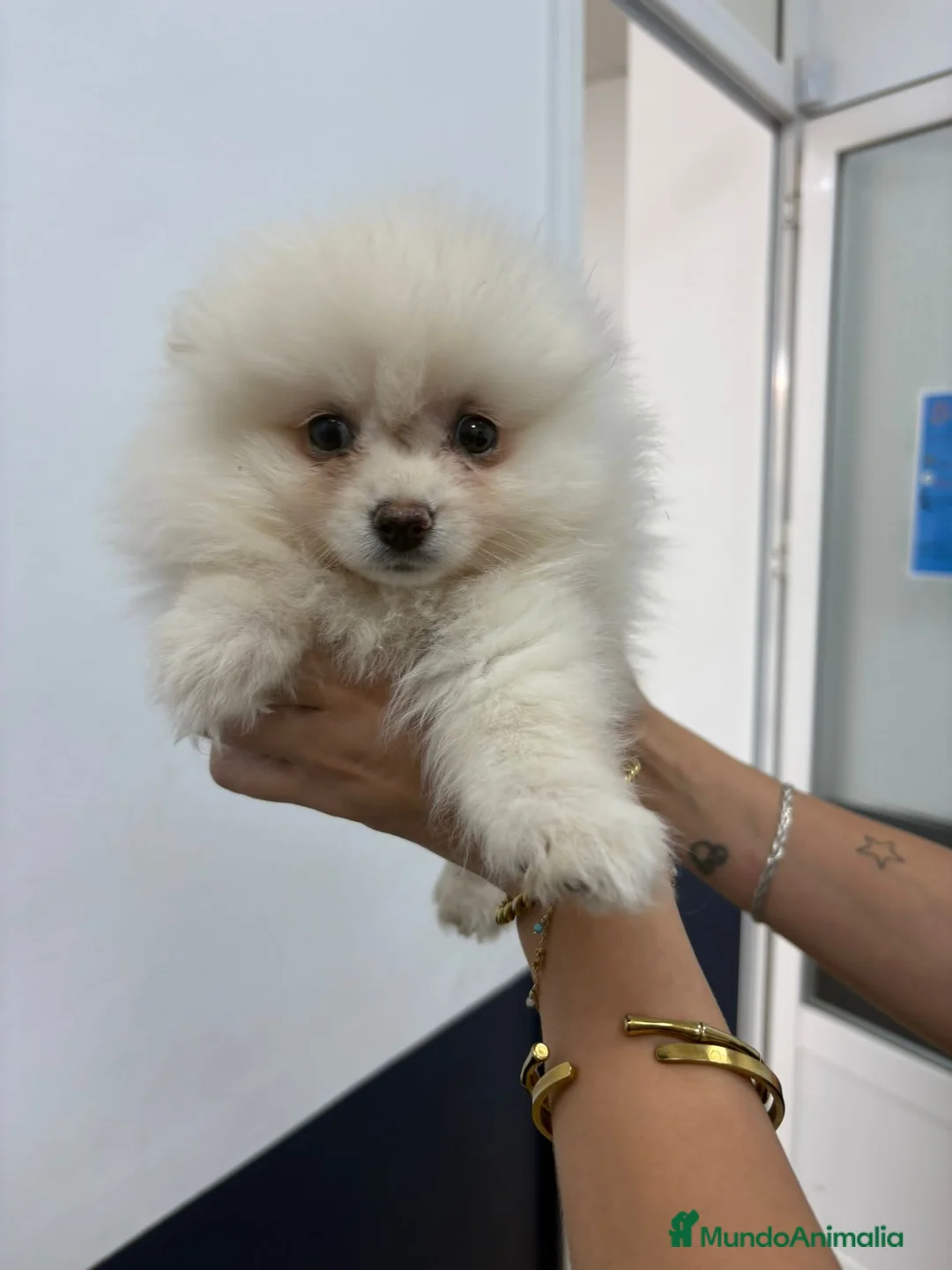 Pomerania perros en venta: Pomerania hembra,muy toy - Anuncio 1