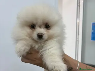 Pomerania perros Pomerania hembra,muy toy - Anuncio 13