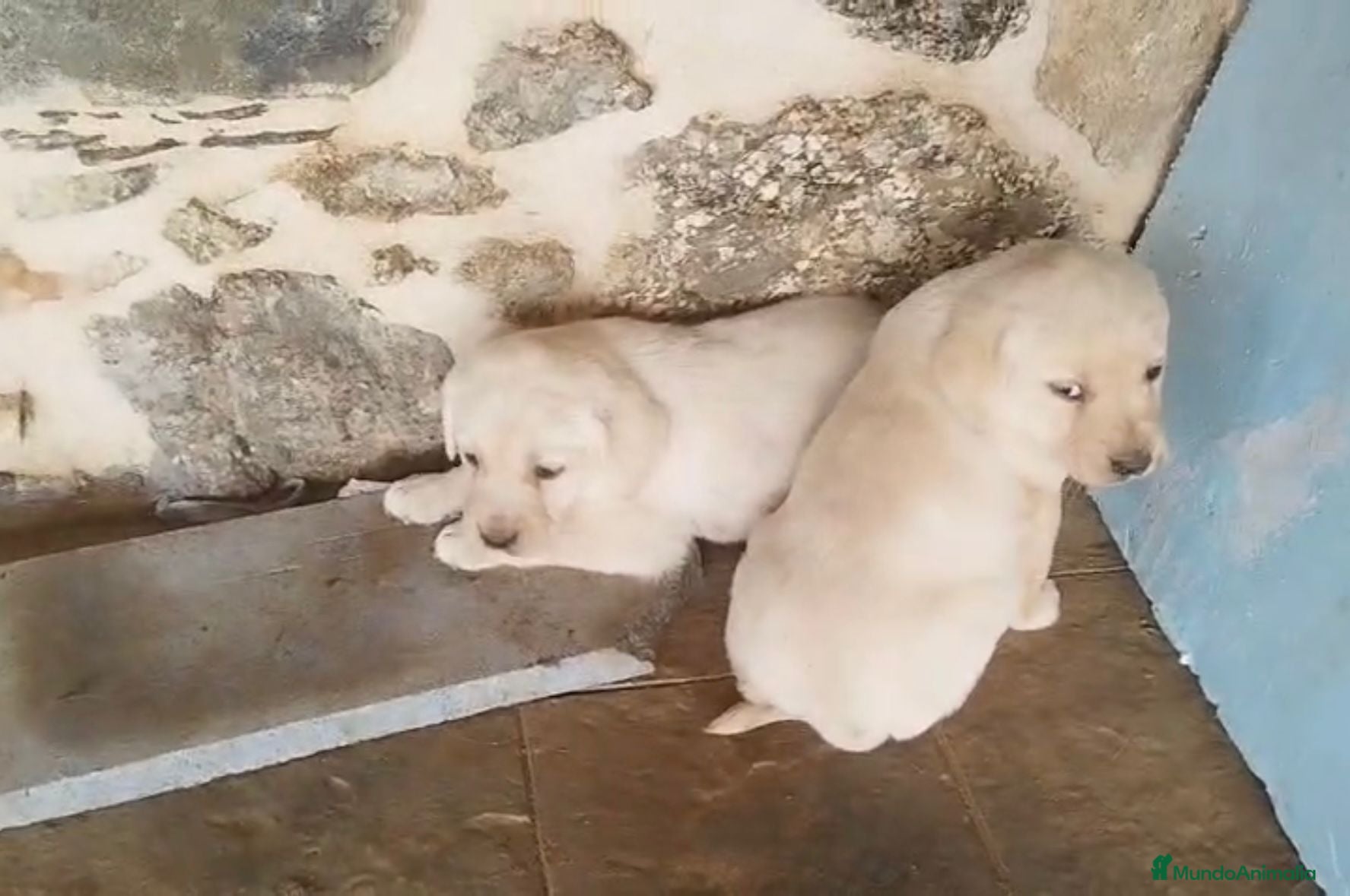 Labrador Retriever perros Labrador retriever  - Anuncio 1