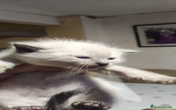 Siamés gatos en venta: Siames  - Imagen 11