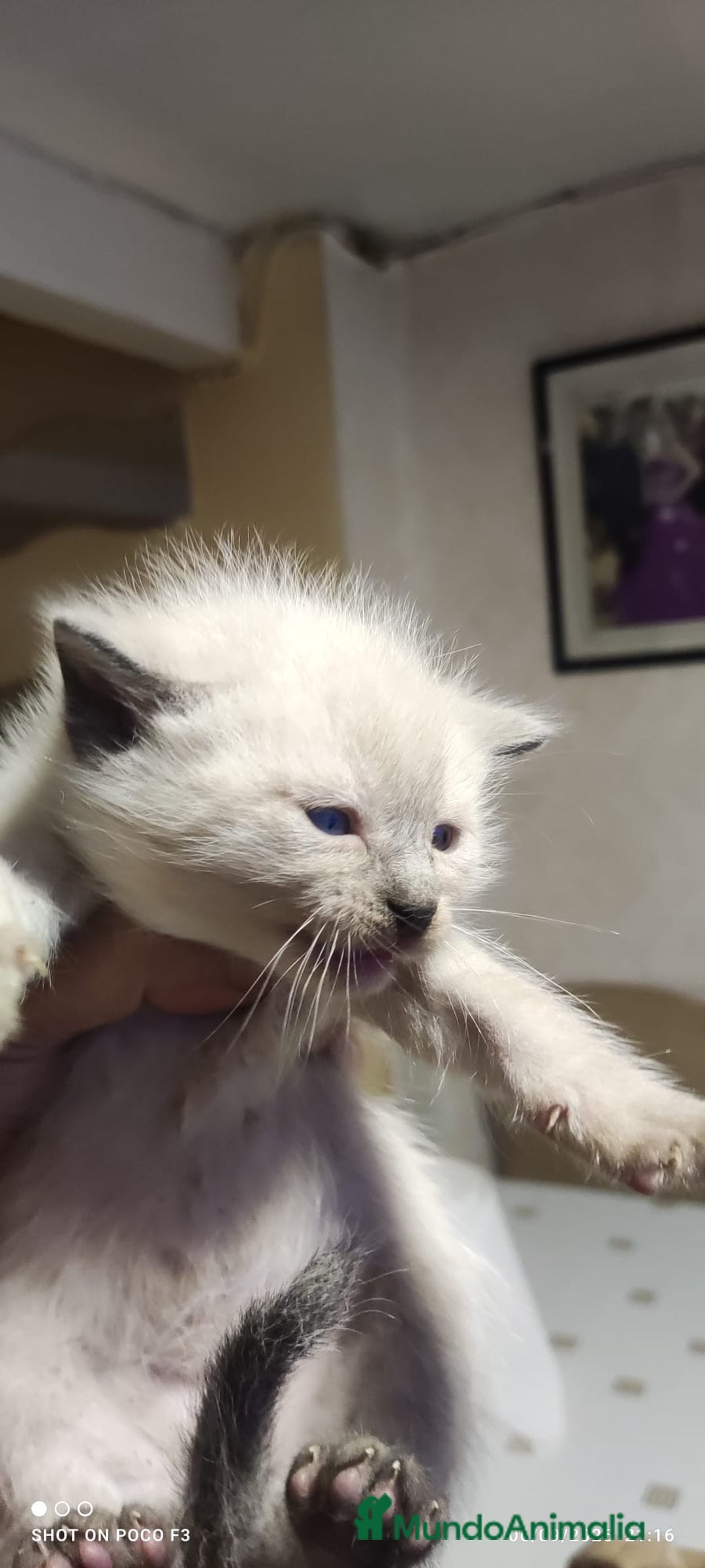 Siamés gatos en venta: Siames  - Imagen 11