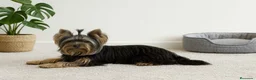 Yorkshire Terrier perros en venta: Un niño pequeño  - Anuncio 3