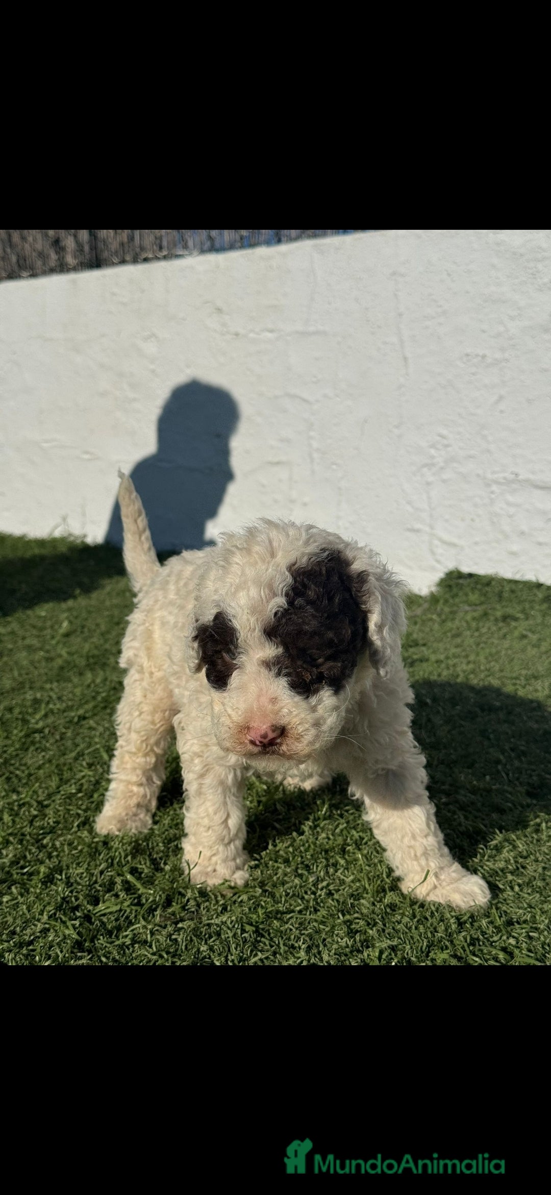 Perro de Agua Español perros PERRO DE AGUA ESPAÑOL  - Anuncio 1