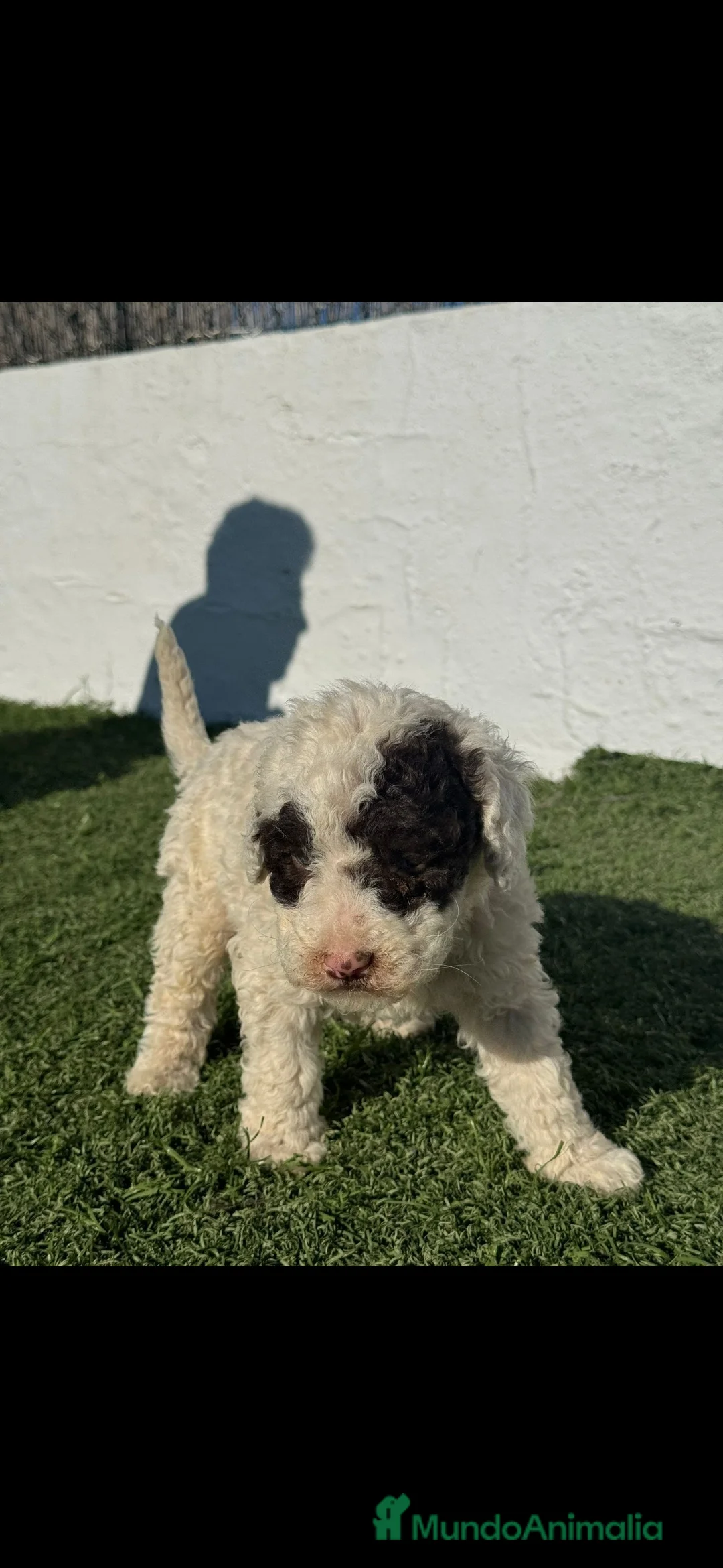 Perro de Agua Español perros en venta: PERRO DE AGUA ESPAÑOL  - Anuncio 1