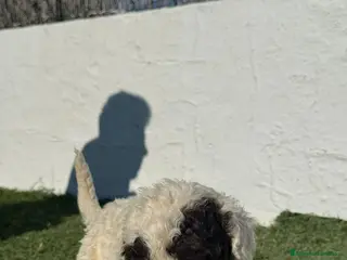 Perro de Agua Español perros PERRO DE AGUA ESPAÑOL - Anuncio 1