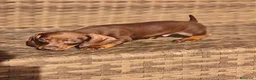 Teckel Miniatura perros en venta: Teckel Mini chocolate hembra y macho  - Anuncio 11