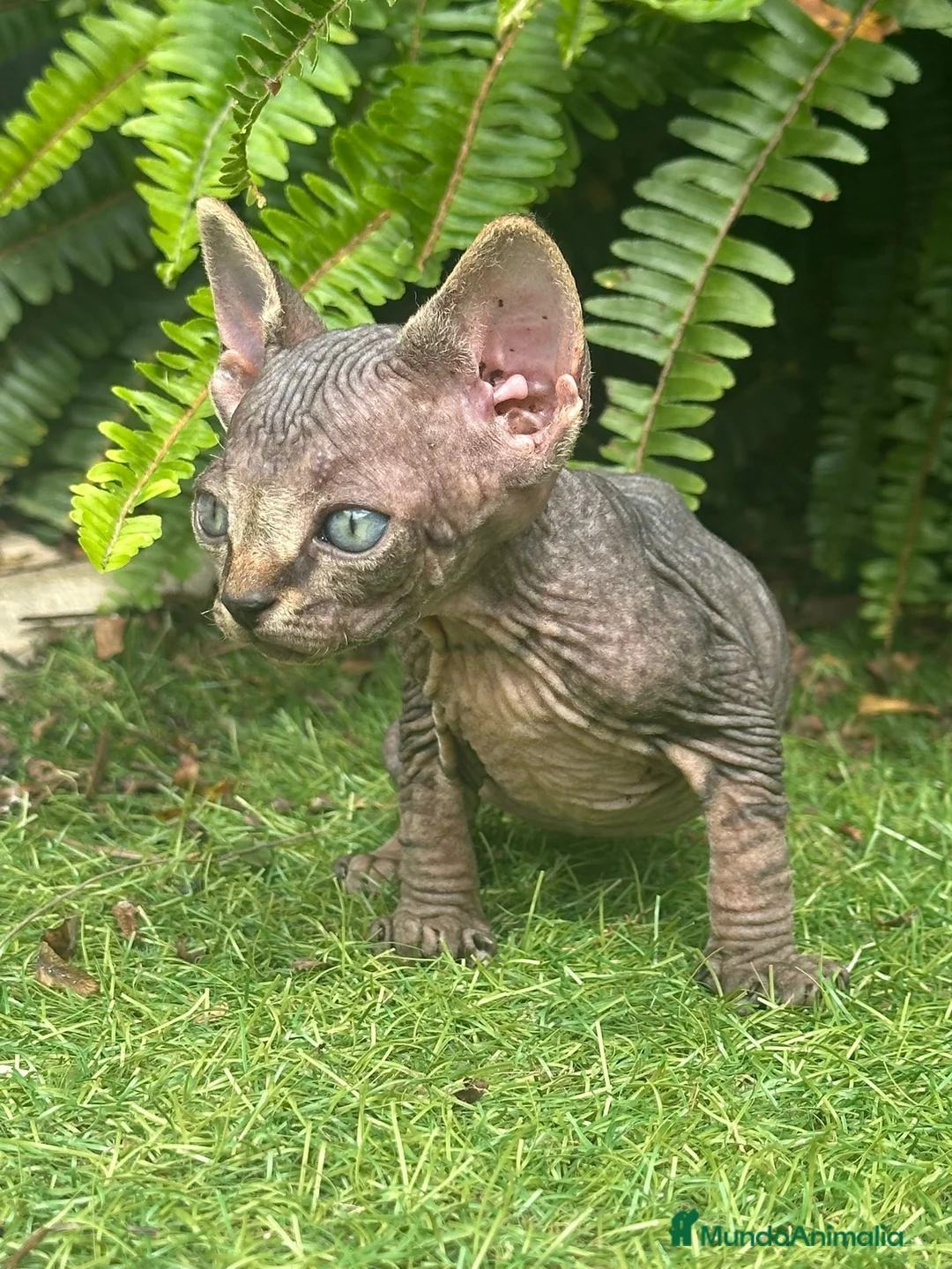 Sphynx gatos en venta: SPHYNX BLUE TABBY en Madrid - Anuncio 5