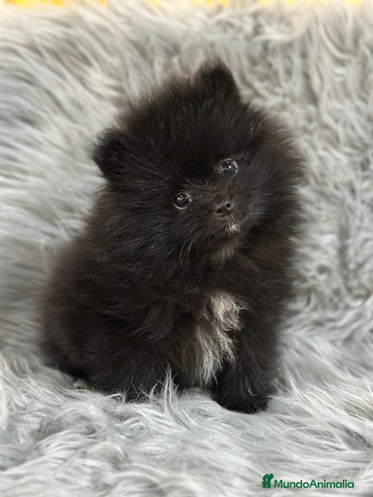 Pomerania perros POMERANIA TOY MACHO - Anuncio 2