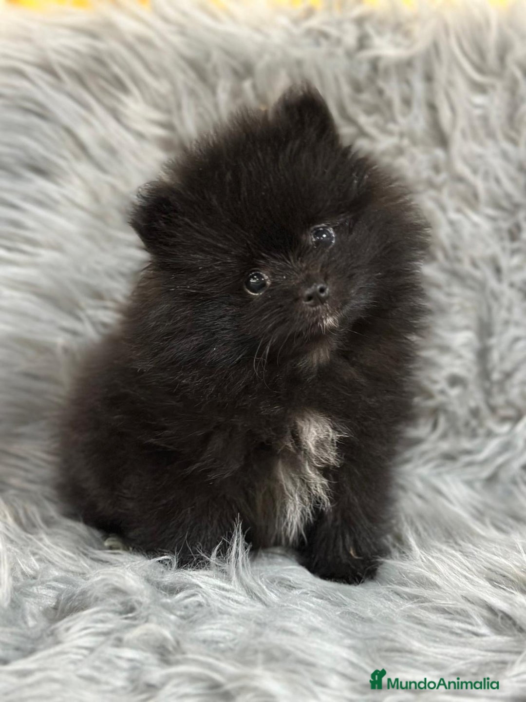 Pomerania perros en venta: POMERANIA TOY MACHO - Anuncio 2