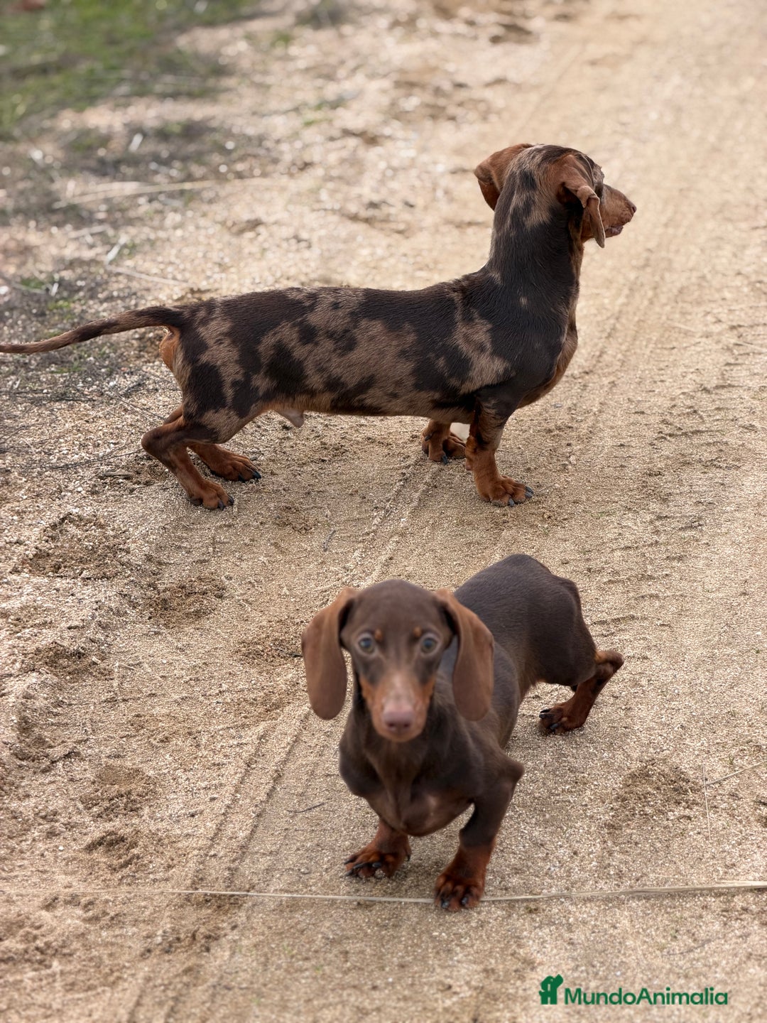 Teckel Miniatura perros en venta: Teckel arlequín chocolate  - Anuncio 3