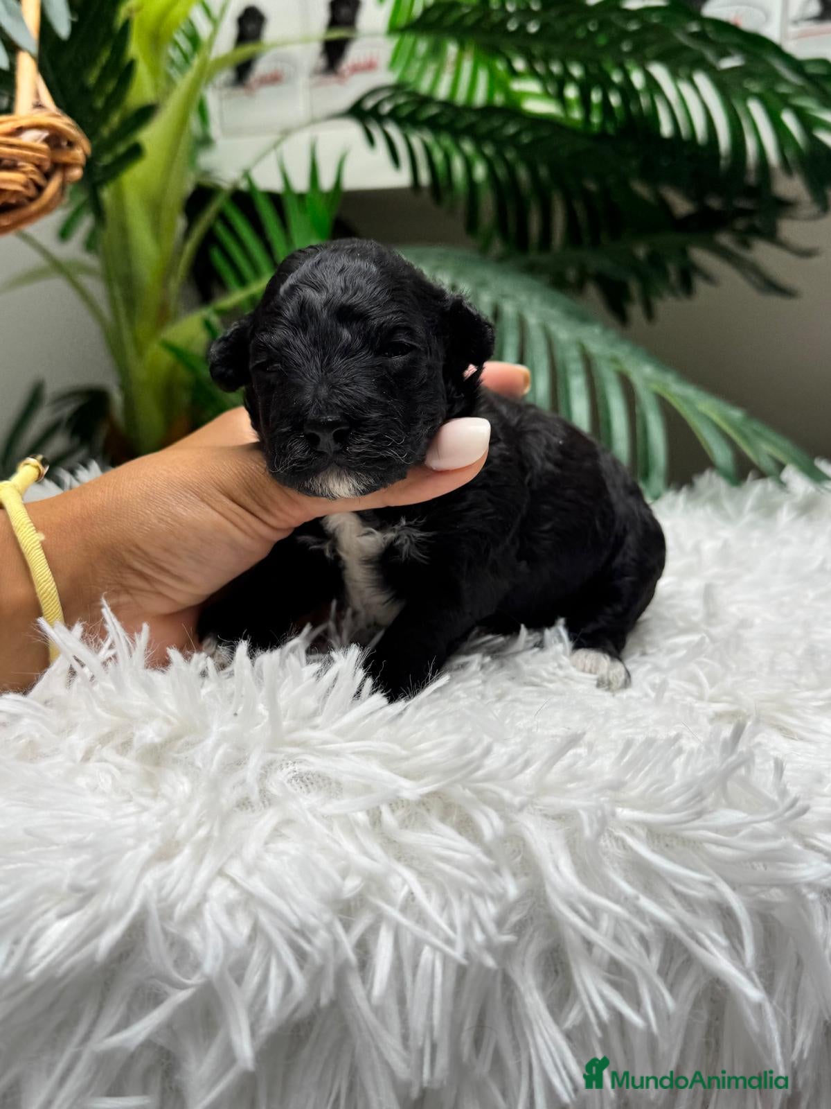Raza Mixta perros en venta: CANICHE HEMBRA - Anuncio 3