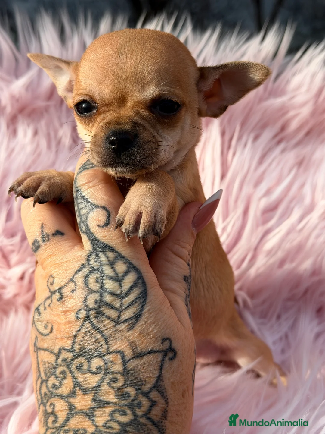 Chihuahua perros en venta: Chihuahua crema Minitoy  - Anuncio 5