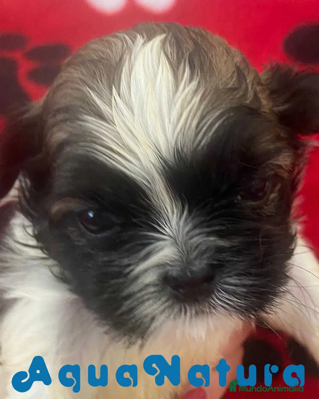Shih Tzu perros en venta: Shih Tzu Macho 2 de Ada y Newman AQUANATURA - Anuncio 1