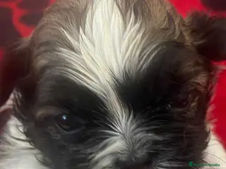 Shih Tzu perros Shih Tzu Macho 2 de Ada y Newman AQUANATURA - Anuncio 3