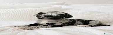 Dogo Alemán Cachorro 3