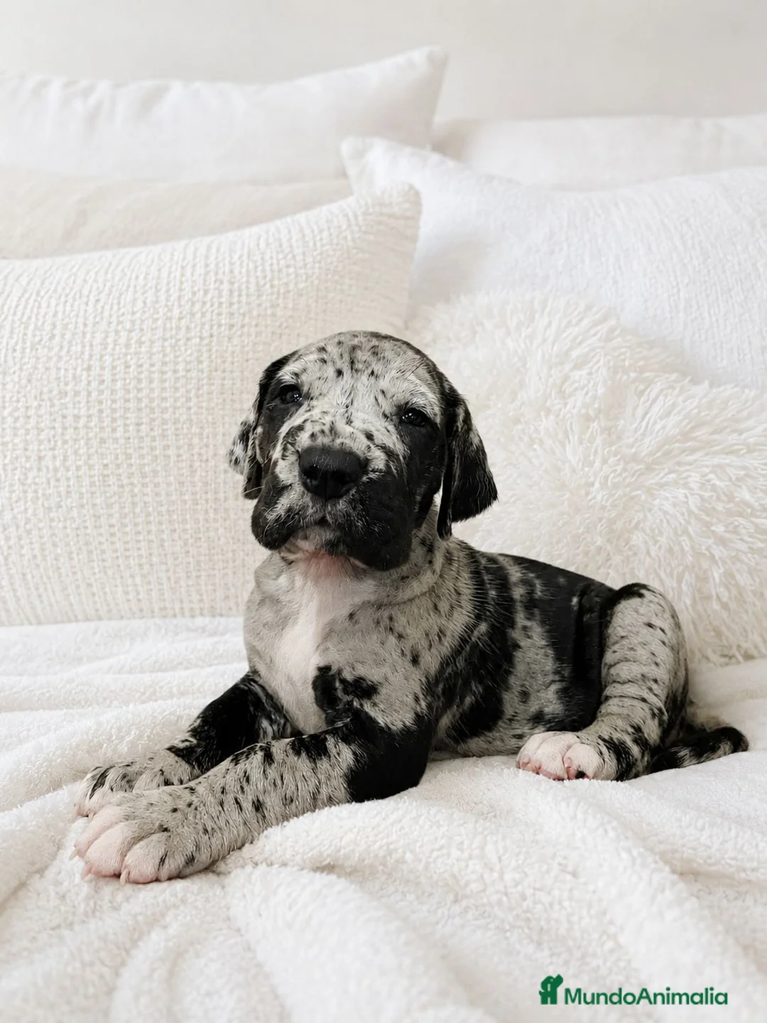 Dogo Alemán perros en venta: Camada de dogo alemán  - Anuncio 2