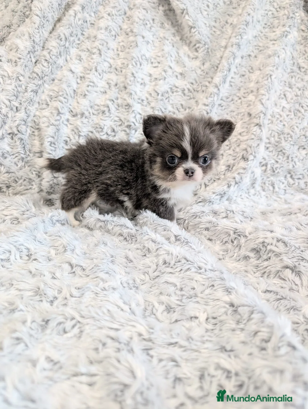 Chihuahua perros en venta: Chihuahua Toy cabeza de manzana  - Anuncio 6