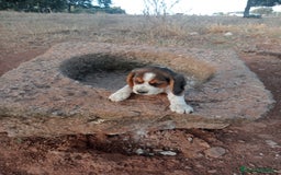 Beagle perros en venta: Cachorros de beagle - Imagen 1