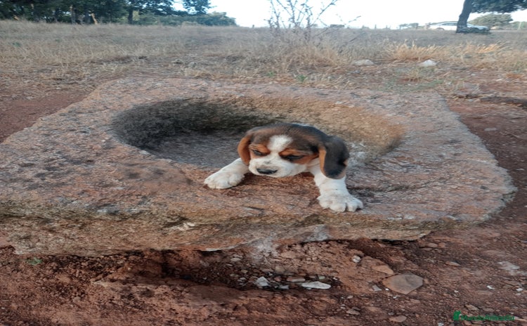 Beagle perros - Propaganda 3