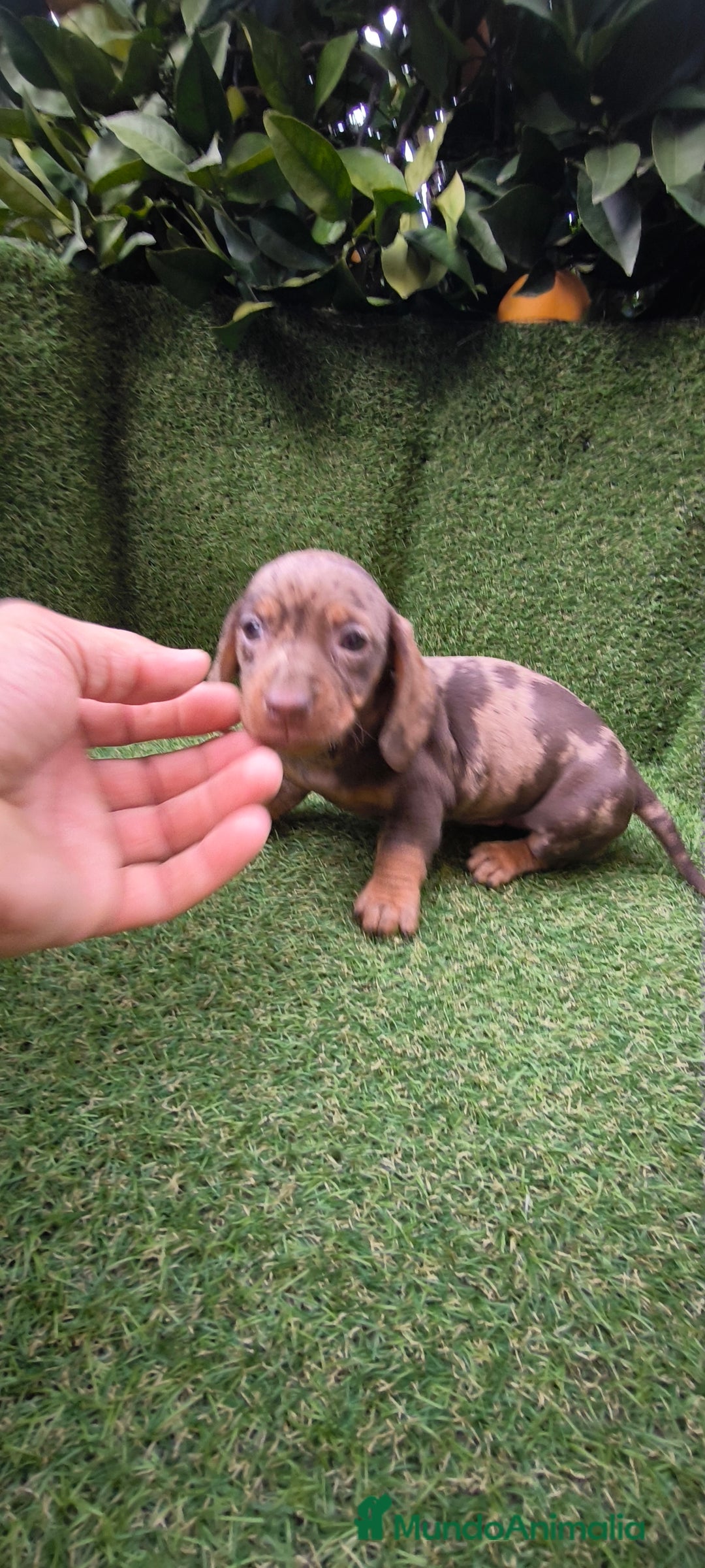 Teckel Miniatura perros en venta: camada teckel arlequín y todos los colores  - Anuncio 12