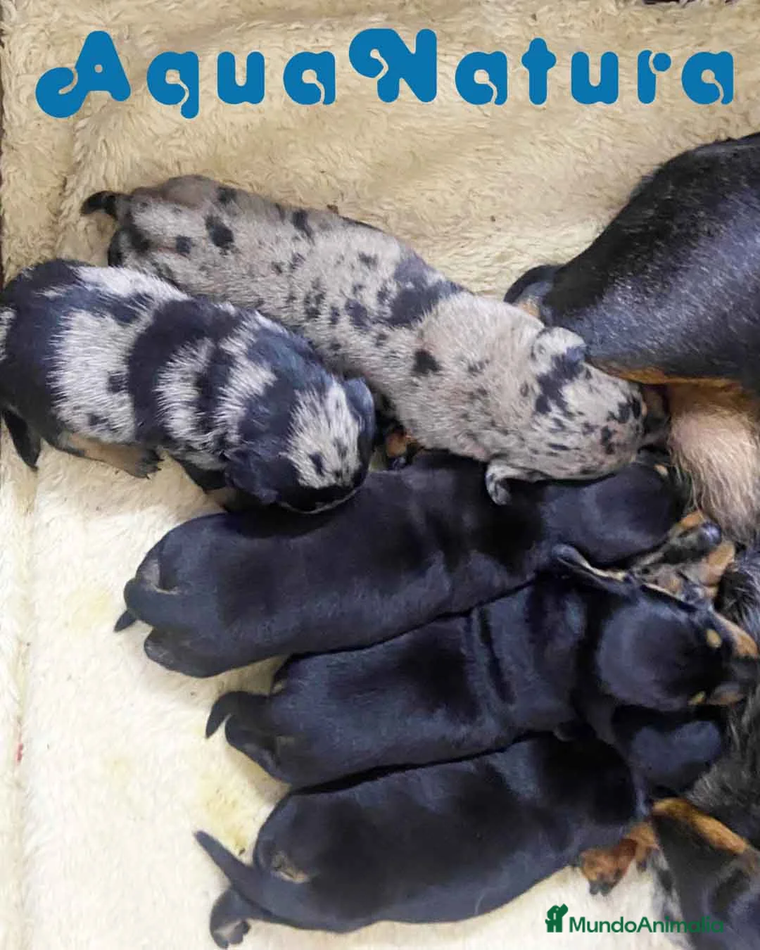 Teckel perros en venta: Teckel Hembra de Tita Junior 5841  - AQUANATURA en Barcelona - Anuncio 8