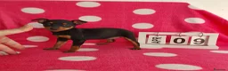 Pinscher Miniatura perros en venta: Pinscher miniatura  - Anuncio 3