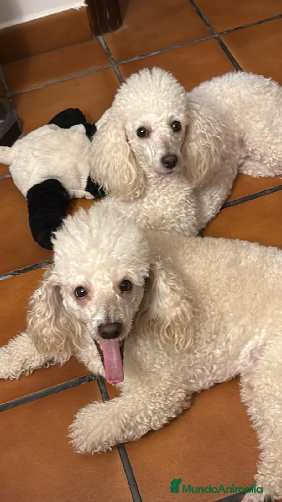 Caniche Enano perros Última hembra - Anuncio 1